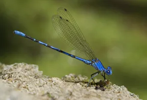 Images Dated 14th February 2022: USA, California, Los Angeles County. Male vivid dancer damselfly on rock