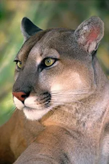 USA, California, Los Angeles County. Portrait of mountain lion or cougar at Wildlife