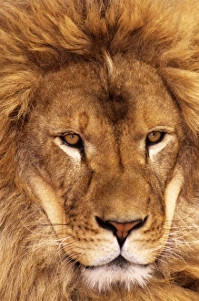 USA, California, Los Angeles County. Portrait of African lion male at Wildlife Waystation