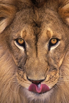 USA, California, Los Angeles County. Portrait of African lion male with tongue out