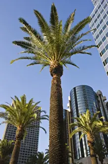 USA, California, Los Angeles. Downtown palms and skyscrapers