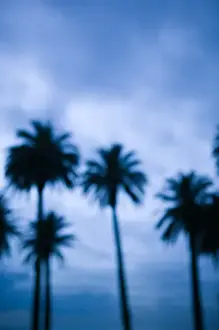 USA-California-Los Angeles-Santa Monica: Palms (defocussed) along Ocean Avenue