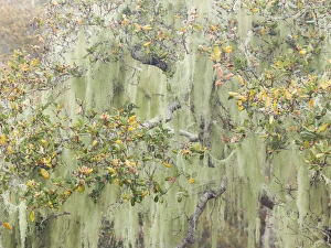 Images Dated 16th March 2012: USA, California, Los Osos Oaks State Reserve