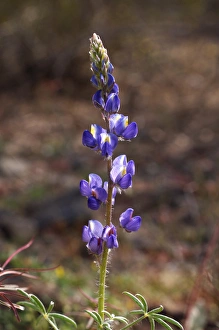 Abundant Prints: USA, California, Lupine Wildflowers in Joshua Tree National Park