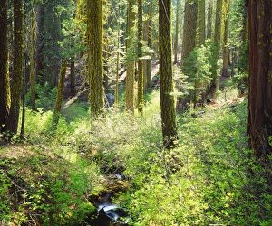 Old Growth Prints: USA; California. A lush forrest in the Western High Sierra