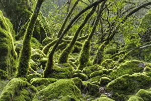 Rushing Prints: USA, California. Lush green mosses and ferns cover the trees during the rainy season