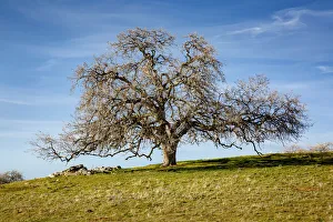 Ranching Prints: USA, California, Madera County, Majestic live oak along a rural country road