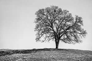 Black And White Prints: USA, California, Madera County, Live oak on a hill