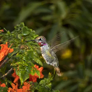 Christopher Talbot Frank Prints: USA, California. Male Annas hummingbird flying
