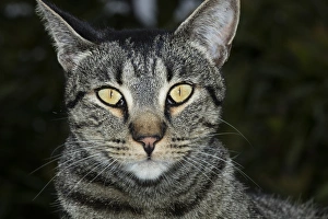 Tabby Prints: USA, California. Male tabby cat portrait