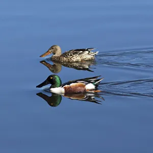 Christopher Talbot Frank Prints: USA, California. Mated pair of ring-necked ducks swimming