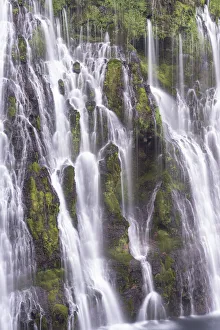 Images Dated 17th June 2021: USA, California, McArthur-Burney Falls State Park. Burney Creek waterfall and ferns