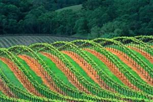 Future Prints: USA, California, Mendocino County, a trellised vineyard on a hillside in the Alexander