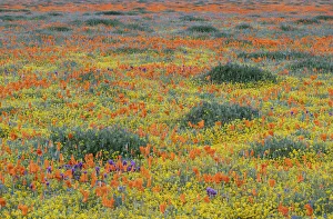 USA, California, Mojave Desert. California poppy super bloom