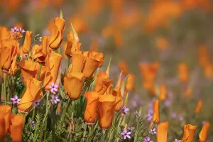Prints of USA, California, Mojave Desert. California poppies. Credit as: Don Grall / Jaynes Gallery / DanitaDelimont.com Images Dated 2019 June: USA, California, Mojave Desert. California poppies. Credit as
