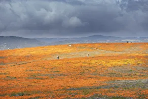 Images Dated 20th June 2019: USA, California, Mojave Desert. California poppy super bloom