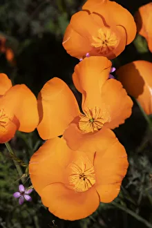 Images Dated 20th June 2019: USA, California, Mojave Desert. California poppies. Credit as