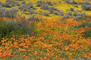 Images Dated 20th June 2019: USA, California, Mojave Desert. California poppy super bloom