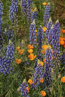 Mojave Desert Prints: USA, California, Mojave Desert. California poppies and silver lupine flowers in the spring