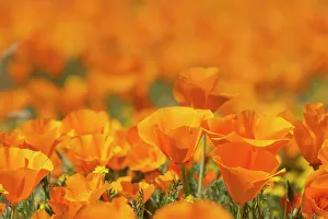 Mojave Desert Prints: USA, California, Mojave Desert. California poppies close-up