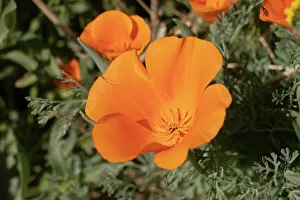 Mojave Desert Prints: USA, California, Mojave Desert. California poppies close-up