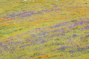 Mojave Desert Prints: USA, California, Mojave Desert. Wildflowers on hillside