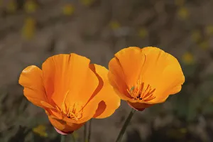 USA, California, Mojave Desert. California poppies close-up