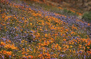 Mojave Desert Prints: USA, California, Mojave Desert. Poppies and globe gilia flowers on hillside