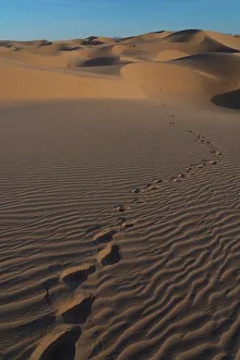 Judith Zimmerman Prints: USA, California. Mojave Trails National Monument, Cadiz Dunes