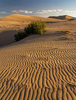 Judith Zimmerman Prints: USA, California. Mojave Trails National Monument, Cadiz Dunes