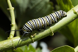 Striped Prints: USA, California. Monarch butterfly caterpillar close-up