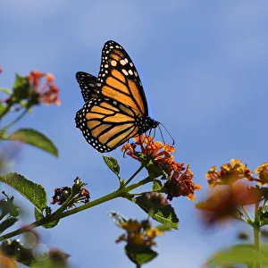 Christopher Talbot Frank Prints: USA, California. Monarch butterfly on lantana flower