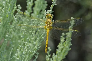 Dave Welling Prints: USA, California, Mono County. Female saffron-winged meadowhawk dragonfly on plant