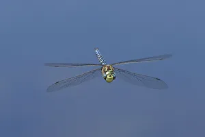 Dave Welling Prints: USA, California, Mono County. Male paddle-tailed darner dragonfly in flight
