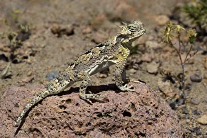 Dave Welling Prints: USA, California, Mono County. Southern desert horned lizard suns on rock