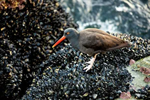 Muscle Prints: USA, California, Monterey. Black oystercatcher feeding on muscles just off of the Coast Guard Pier in Monterey Bay