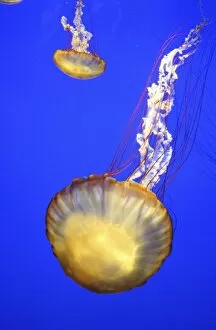 USA. California, Monterey Bay Aquarium. Sea Nettle (Chrysaora fuscescens) floats