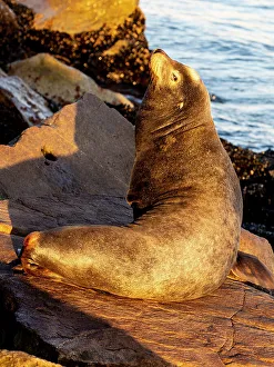 Images Dated 5th January 2024: USA, California, Monterey. First light on sea lion just off of the Coast Guard Pier in Monterey Bay