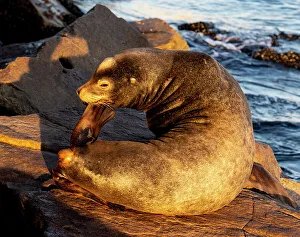 Images Dated 5th January 2024: USA, California, Monterey. First light on sea lion just off of the Coast Guard Pier in Monterey Bay