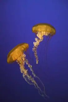 Aquarium Prints: USA, California, Monterey. Two sea nettles float at Monterey Bay Aquarium