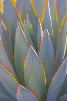 Needle Prints: USA, California, Morro Bay. Backlit agave leaves