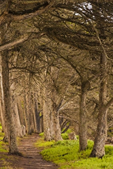 Morro Bay Prints: USA, California, Morro Bay. Path through the forest