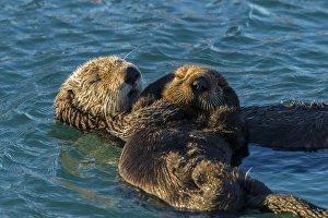 USA, California, Morro Bay. Sea otter parent and pup