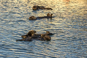 Images Dated 6th February 2016: USA, California, Morro Bay. Sea otters resting as a group