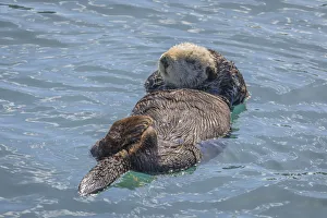 Images Dated 26th March 2017: USA, California, Morro Bay State Park. Sea Otter mother resting on water. Credit as