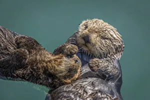 Love Prints: USA, California, Morro Bay State Park. Sea Otter mother with pup