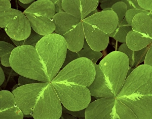 Images Dated 16th December 2014: USA, California, Muir Woods. Close-up of clover