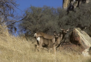Images Dated 12th December 2012: USA, California, Mule Deer, Doe and Fawn, Sequoia and Kings Canyon National Park