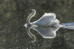 Swan Prints: Usa, California. A mute swan fans its wings during courtship behavior