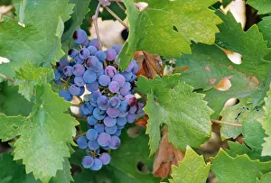 Bunch Prints: USA, California, Napa, a cluster of cabernet sauvignon grapes on the vine